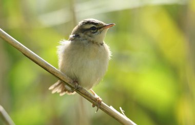 Tatlı bir bebek Sedge Warbler, Acrocephalus schoenobaenus, bir gölün kenarındaki sazlığa tünemiş. Ana kuşların gelip onu beslemesini bekliyor..