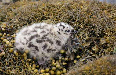 A cute Common Gull (Larus canus) chick hiding in the seaweed. clipart