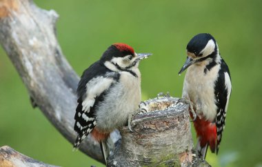 Güzel bir dişi Büyük Benekli Ağaçkakan (Dendrocopos major) tatlı bebeğini yaşlı bir ağaçta besliyor.