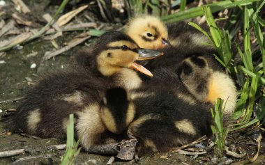 Bir grup Mallard Ördeği (Anas platyrhynchos) gölün kenarında dinleniyor..