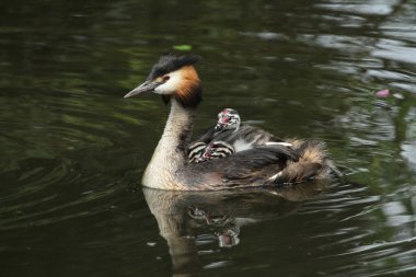 Büyüleyici bir yetişkin ibikli yunus, Podiceps kristali, şirin yavruları sırtüstü nehirde yüzüyor..