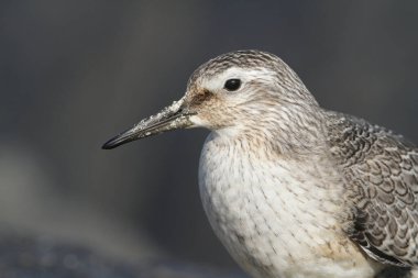 Büyüleyici bir düğümün kafasından vuruşu (Calidris canutus).