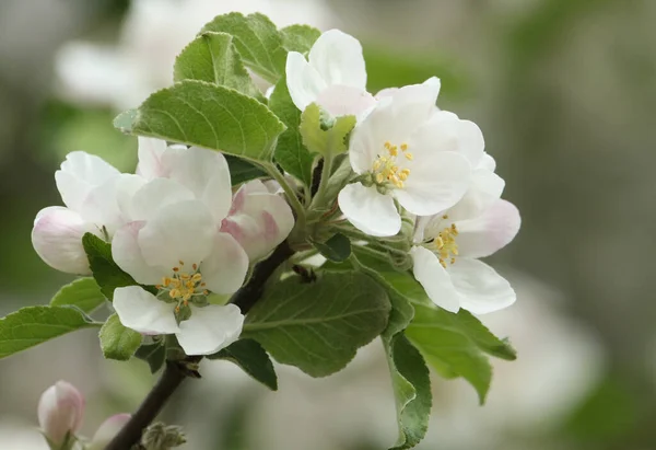 Flor Hermoso Manzano Malus Creciendo Campo Reino Unido — Foto de Stock