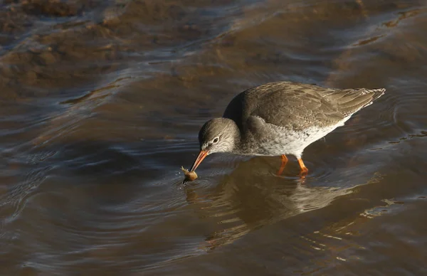 Vacker Rödtopp Tringa Totanus Med Krabba Näbben Som Den Just — Stockfoto