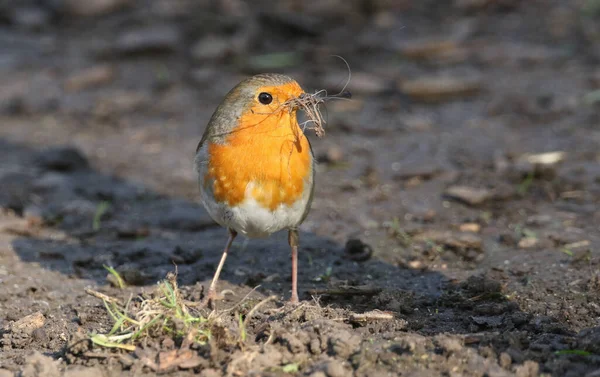 Bonito Robin Erithacus Rubecula Con Material Anidación Pico —  Fotos de Stock