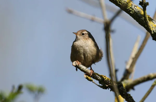 Ein Niedlicher Zaunkönig Troglodytes Der Frühling Auf Einem Ast Eines — Stockfoto