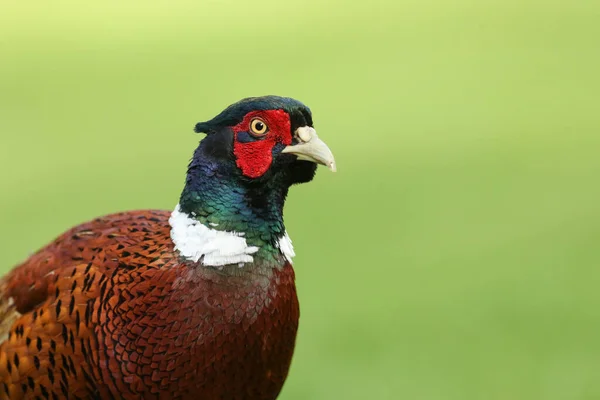 Kopfschuss Eines Schönen Fasanenmännchens Phasianus Colchicus — Stockfoto