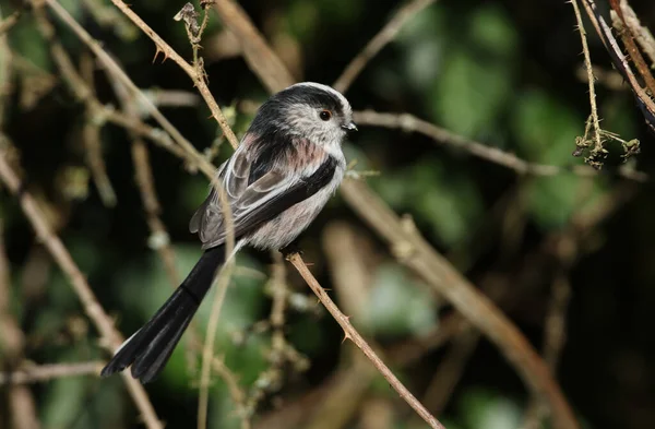 Long Tailed Tit Aegithalos Caudatus Perching Branch Tree — Stockfoto