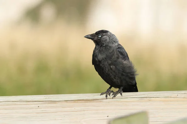 Una Bonita Jackdaw Corvus Monedula Posada Una Cerca Madera —  Fotos de Stock