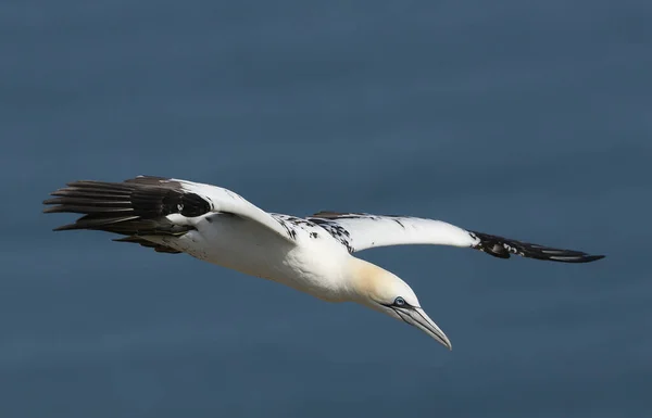 在英国约克郡Bempton悬崖 一只美丽的Gannet Morus Bassanus 飞越海面 — 图库照片