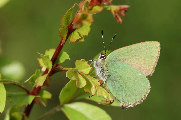 Deslumbrante Green Hairstreak Butterfly Callophrys Rubi Empoleirado Uma Folha — Fotografia de Stock