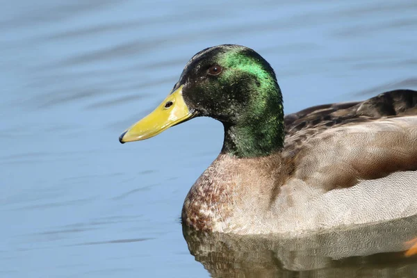 Fantastisk Hane Mallard Duck Anas Platyrhynchos Simmar Sjö — Stockfoto