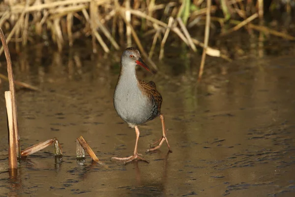 Râle Eau Rallus Aquaticus Très Secret Habitant Des Zones Humides — Photo