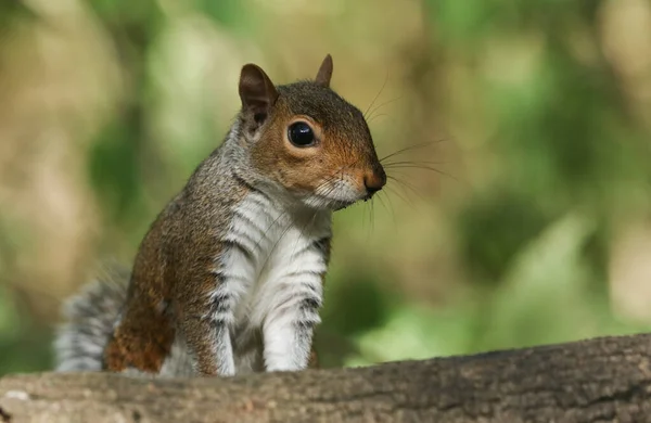 Söt Grå Ekorre Sciurus Carolinensis Tittar Över Stock Skogen Storbritannien — Stockfoto