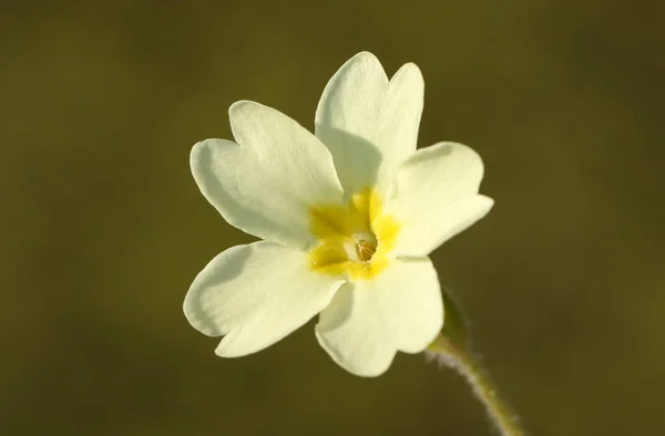 Uma Bela Prímula Vulgar Flor Que Cresce Floresta Reino Unido — Fotografia de Stock