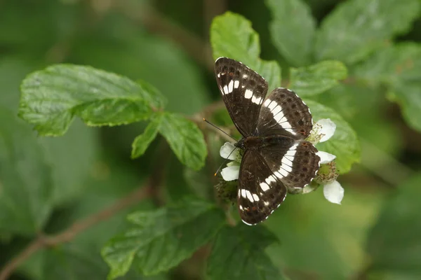 Sebuah Laksamana Putih Yang Indah Butterfly Limenitis Camilla Nectaring Pada — Stok Foto