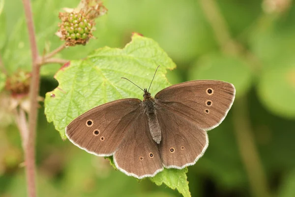 Papillon Annelet Aphantopus Hyperantus Perché Sur Une Feuille — Photo