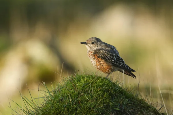 Extremamente Raro Juvenil Rock Thrush Monticola Saxatilis Empoleirado Monte Musgo — Fotografia de Stock