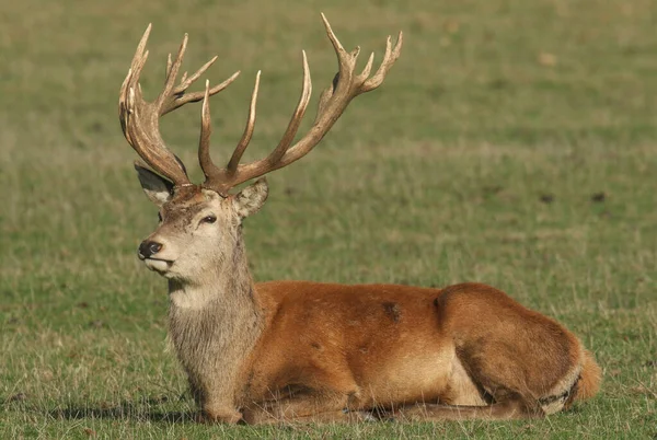 Grande Cervo Rosso Cervus Elaphus Che Riposa Prato Durante Stagione — Foto Stock