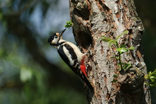 Una Hermosa Hembra Gran Pájaro Carpintero Manchado Dendrocopos Major Posado —  Fotos de Stock