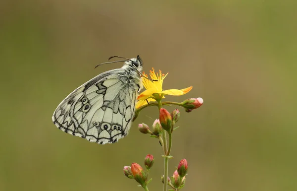 Una Impresionante Mariposa Blanca Mármol Melanargia Galathea Posada Sobre Una — Foto de Stock