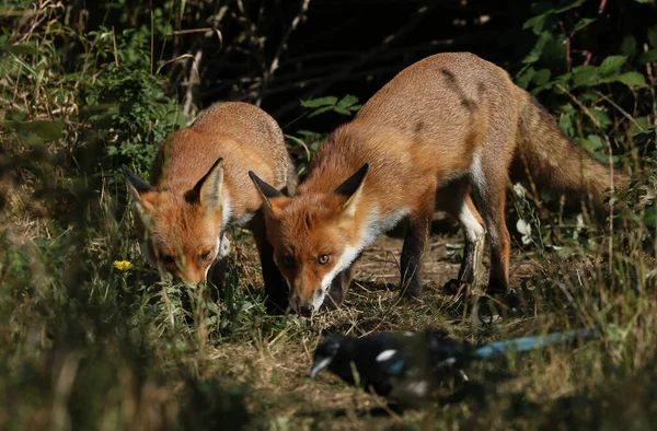 Dois Caçando Raposas Vermelhas Selvagens Famintas Vulpes Vulpes Entrada Seu — Fotografia de Stock