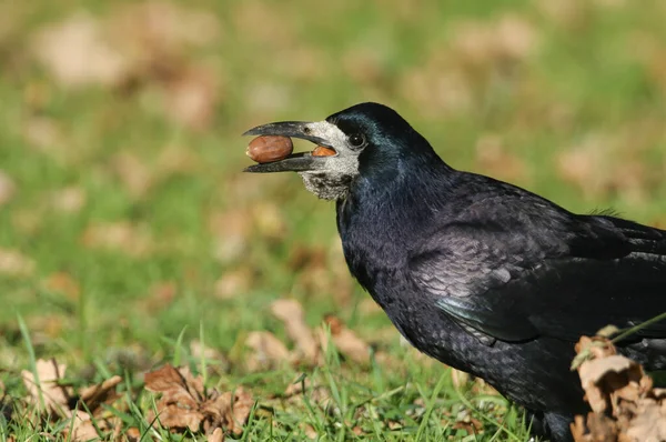 一只令人惊叹的Rook Corvus Frugilegus 栖息在草地上 嘴里衔着橡子 它在收集食物以备过冬之用 — 图库照片