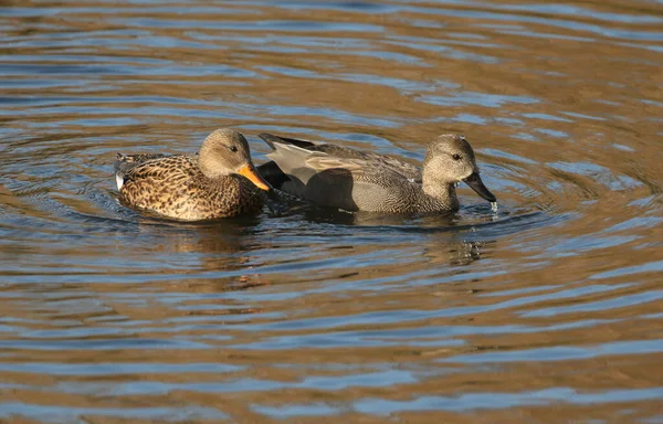 Bir çift güzel Gadwall ördeği (Anas strepera) bir gölde besleniyor.
