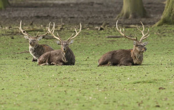 3つの満州シカ鹿のスタッグ Cervus日本Mantchurics 下の牧草地で休んで横に — ストック写真
