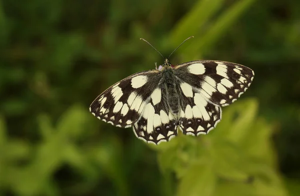 Bir Mermer Beyaz Kelebek Melanargia Galaksisi Bir Çiçeğin Nektarı — Stok fotoğraf