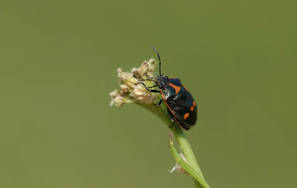 Belo Brassica Shieldbug Eurydema Oleracea Poleiro Uma Planta Reino Unido — Fotografia de Stock