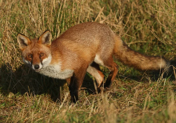 Uma Bela Raposa Vermelha Selvagem Vulpes Vulpes Caçando Comida Campo — Fotografia de Stock