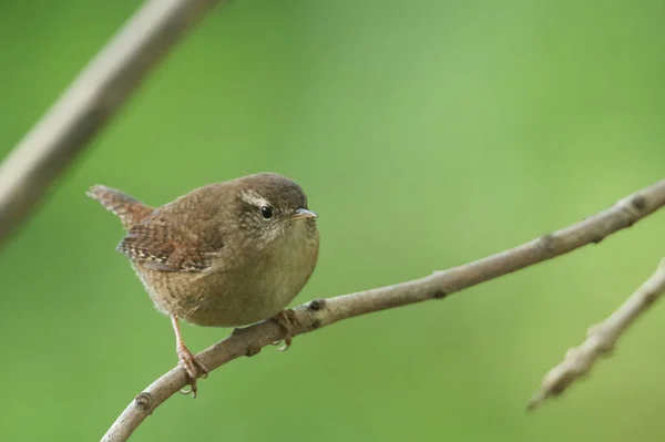 Wren Bonito Troglodytes Troglodytes Empoleirado Ramo — Fotografia de Stock