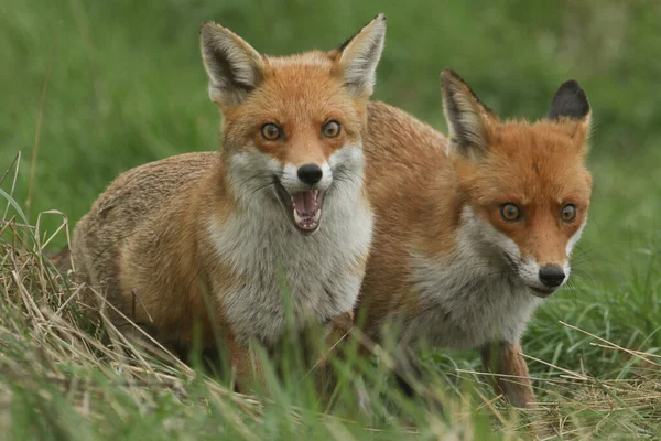 Dois Magníficos Raposa Vermelha Selvagem Vulpes Vulpes Caçando Comida Para — Fotografia de Stock