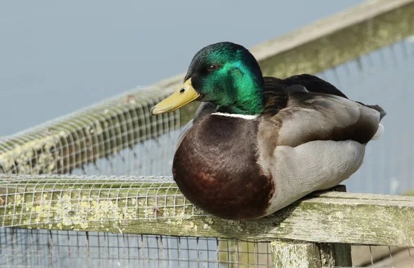 Impresionante Pato Macho Mallard Anas Platyrhynchos Sentado Poste Orilla Lago —  Fotos de Stock