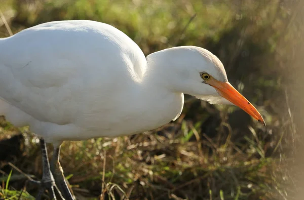 Een Prachtige Runderzilverreiger Bubulcus Ibis Jacht Naar Voedsel Een Veld — Stockfoto