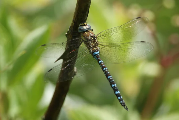 Hezký Samec Migrant Hawker Vážka Aeshna Mixta Sedí Větvi Okraji — Stock fotografie