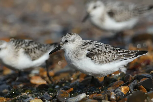 Sanderling Calidris Alba Voeden Zich Aan Rand Van Zee Als — Stockfoto