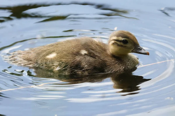 A cute Mandarin Duckling, Aix galericulata, swimming on a pond in  in spring.