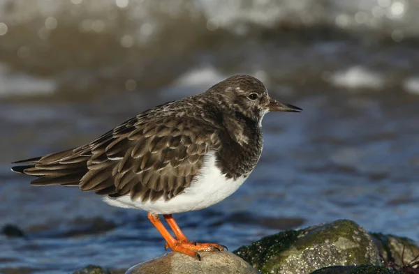 Turnstone Arenaria Interpres Procurando Comida Redor Costa Uma Maré Entrada — Fotografia de Stock