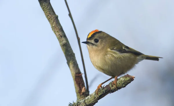 Güzel bir Goldcrest (Regulus regulus) ağaçtaki bir dala tünemektedir. Yemek için böcek avlıyor..
