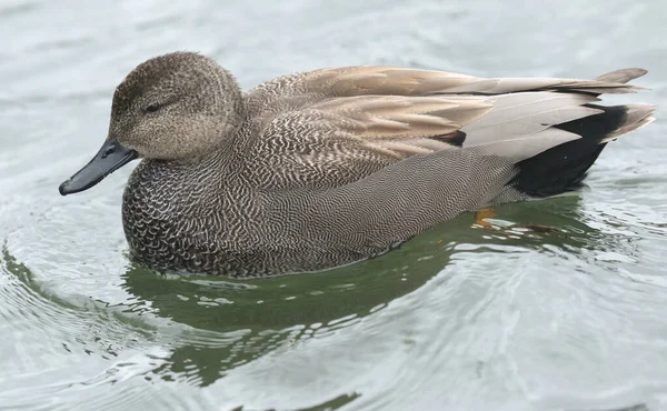 Superbe Gadwall Mâle Anas Strepera Nageant Sur Lac — Photo