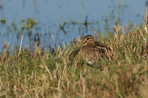 Beautiful Snipe Gallinago Gallinago Resting Grass — Stock Photo, Image