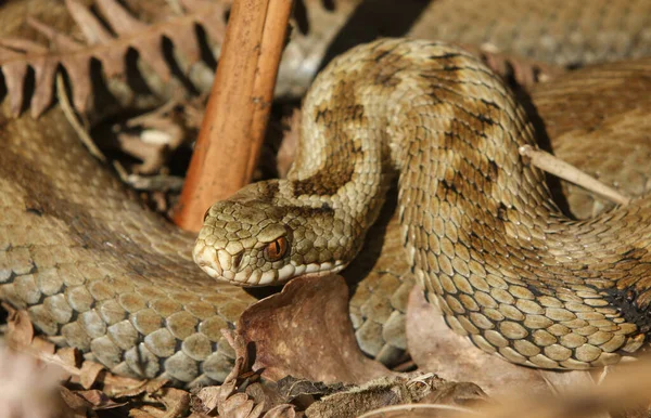 Kış Uykusundan Yeni Çıkmış Çarpıcı Bir Kadın Yılan Vipera Berus — Stok fotoğraf