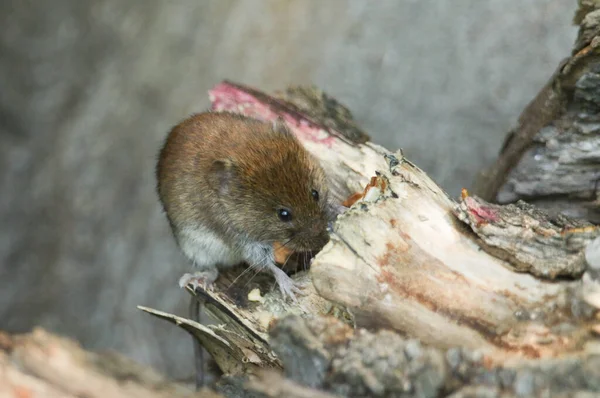 Cute Wild Bank Vole Myodes Glareolus Foraging Food Log Pile — Stock Photo, Image