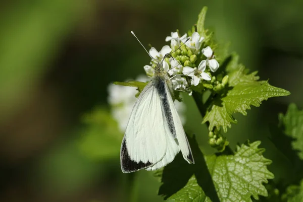 Ganska Stor Vit Fjäril Pieris Brassicae Nektaring Vitlök Senap Blomma — Stockfoto