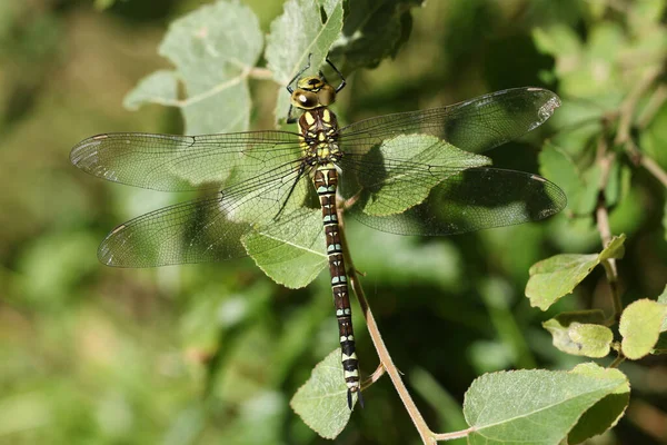 Southern Hawker Dragonfly Aeshna Cyanea Perched Leaf — Stock Photo, Image