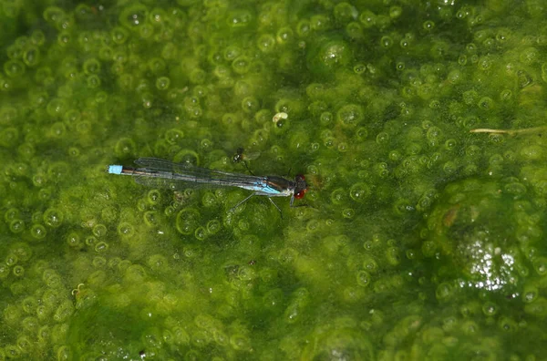 Fantastisk Hane Rödögd Damselfly Erythromma Najas Sittande Filt Gräs Flyter — Stockfoto