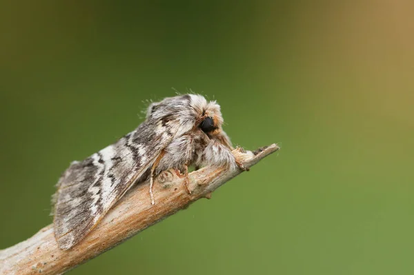 Marrón Mármol Lunar Drymonia Ruficornis Encaramado Una Ramita Primavera — Foto de Stock