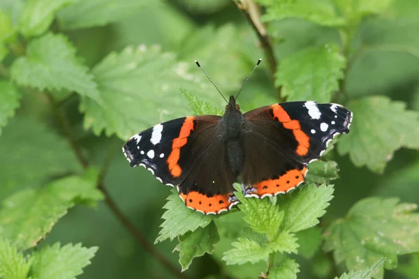A pretty Red Admiral Butterfly (Vanessa atalanta) perched on a stinging nettle leaf.